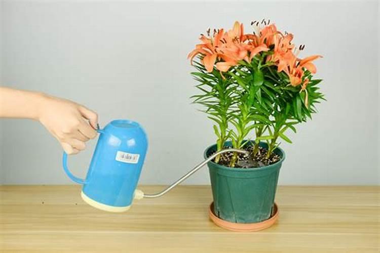 种植百合花正确方法