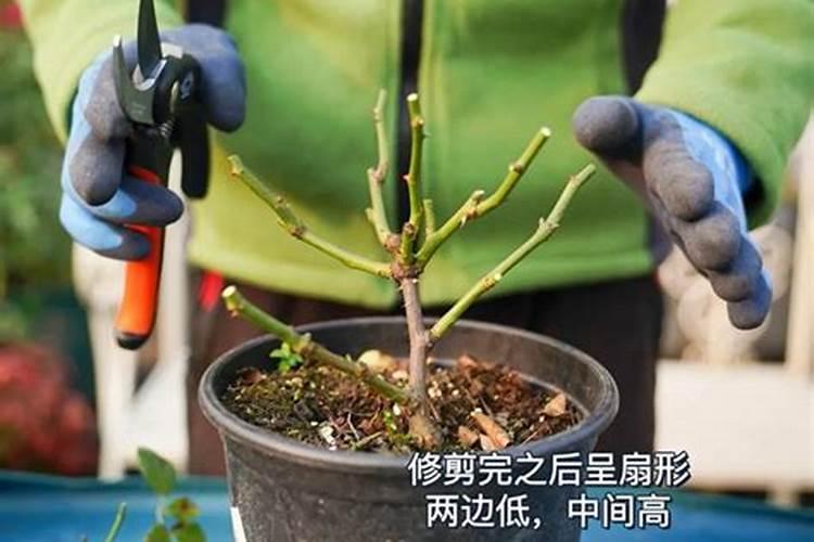 月季花冬季怎么施肥