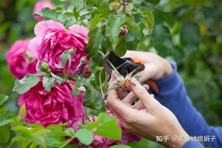 求月季花冬天的养护方法