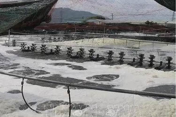 水培兰花怎么养才能更旺盛 兰花水培怎么养才能旺盛