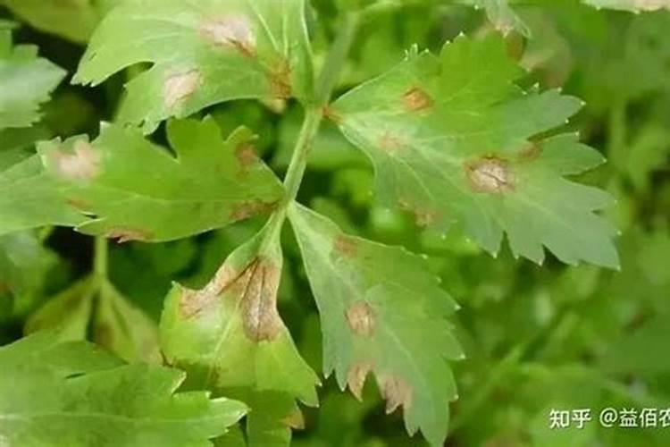 硫酸亚铁是否和泥土直接搅拌可以施肥