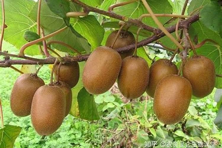 夏枯草的养殖方法