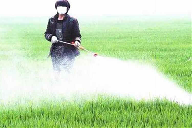 想要种植萝卜,什么时候施肥最好？