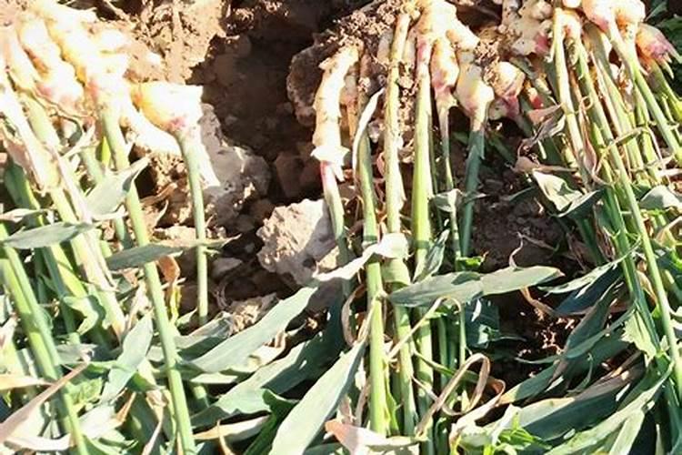 钙镁硼锌铁叶面肥啥时用最好