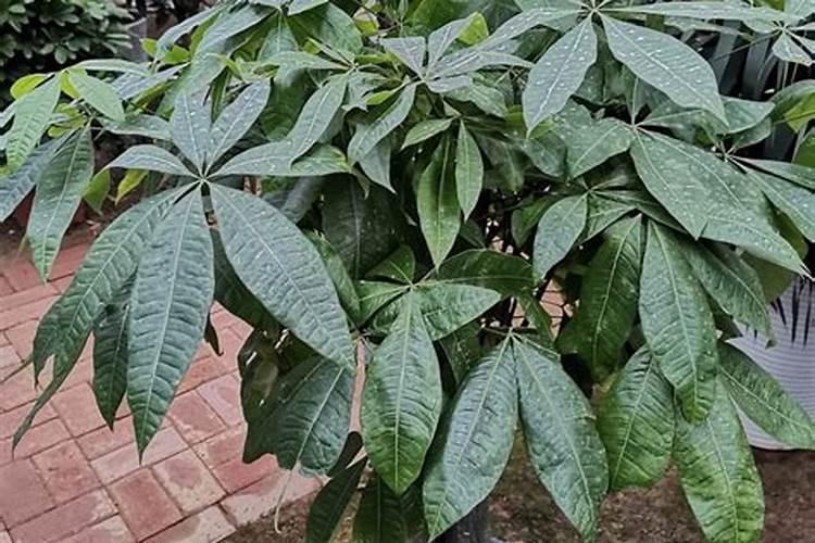 发财树别只浇水,常用3种肥,长得繁茂,叶子浓绿