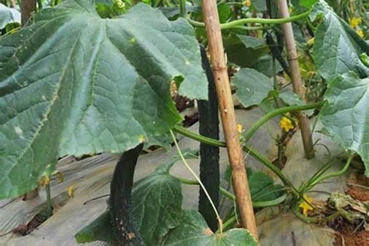 黄瓜带瓜以后用什么肥料