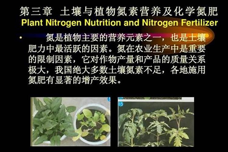 氮肥对果树的作用