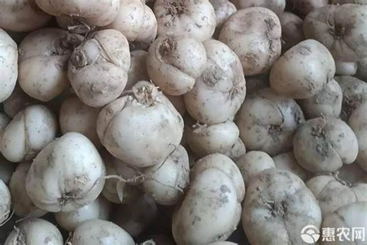 川贝母种植技术与栽培管理