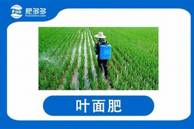 月季修剪后什么时候能开花