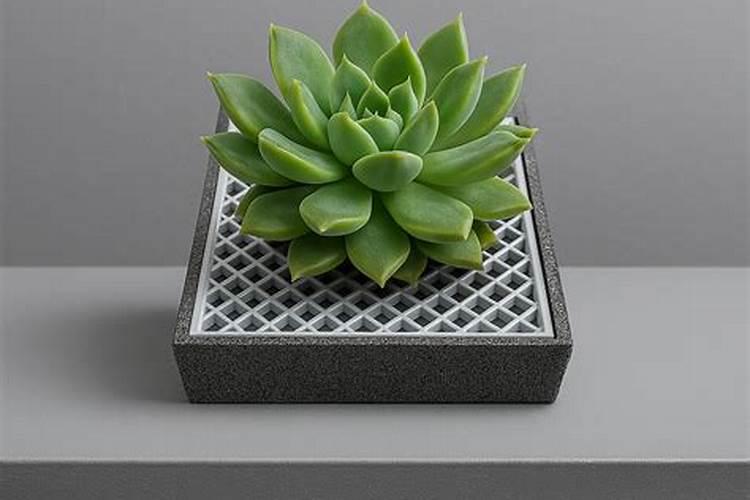 多肉植物用什么肥料最好