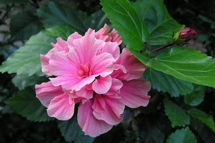 扶桑叶面肥几天喷一次？