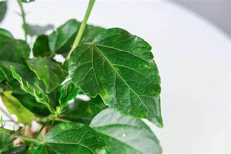 扶桑怎么养才能更旺盛