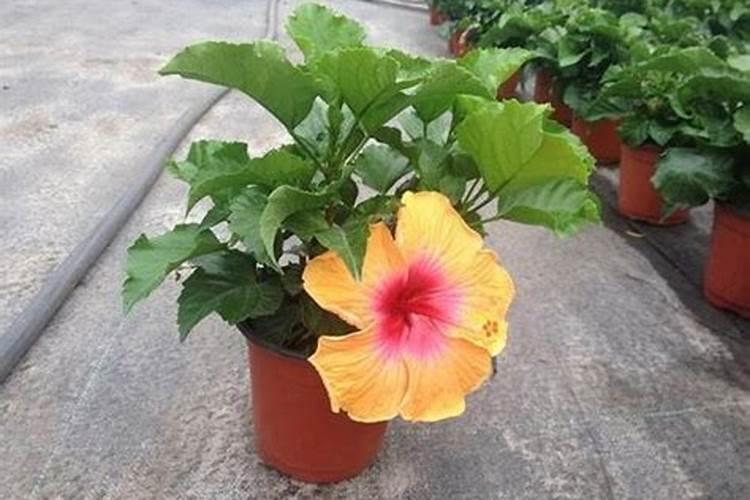 扶桑花的养殖方法