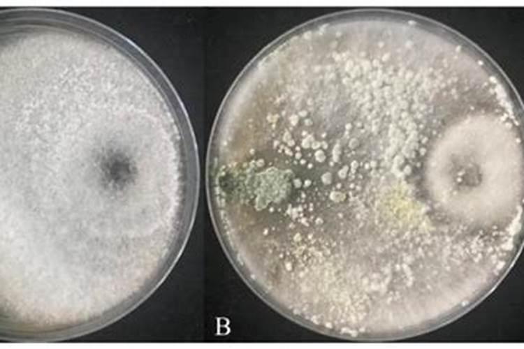 木霉菌微生物肥料的应用效果