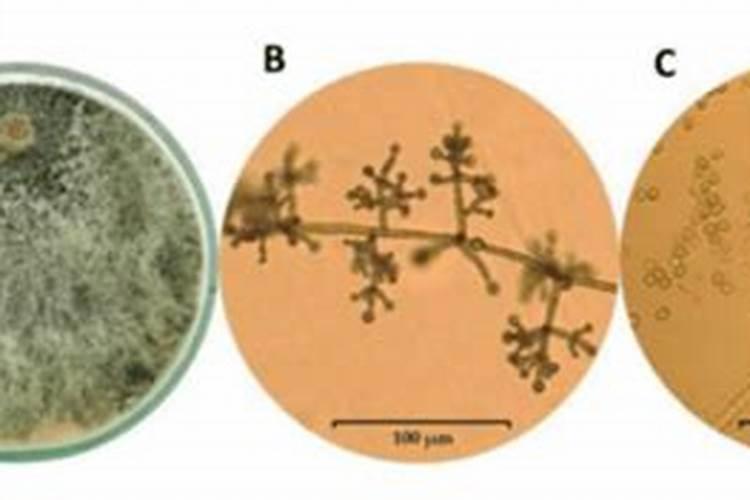 微生物菌剂和苯醚甲环唑一起用吗？
