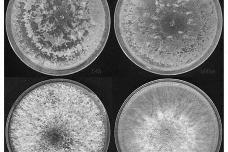 使用了烯酰吗啉氰霜唑杀菌剂以后还能使用哈茨木霉菌吗？