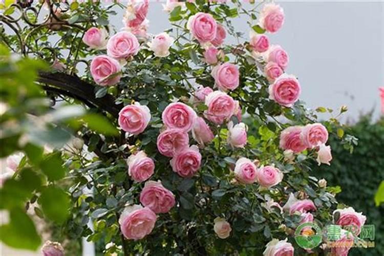 月季开花时能施肥吗 月季开花时能不能施肥