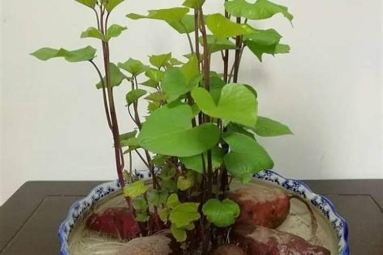 红薯用什么复合肥高产 附种植方法与时间