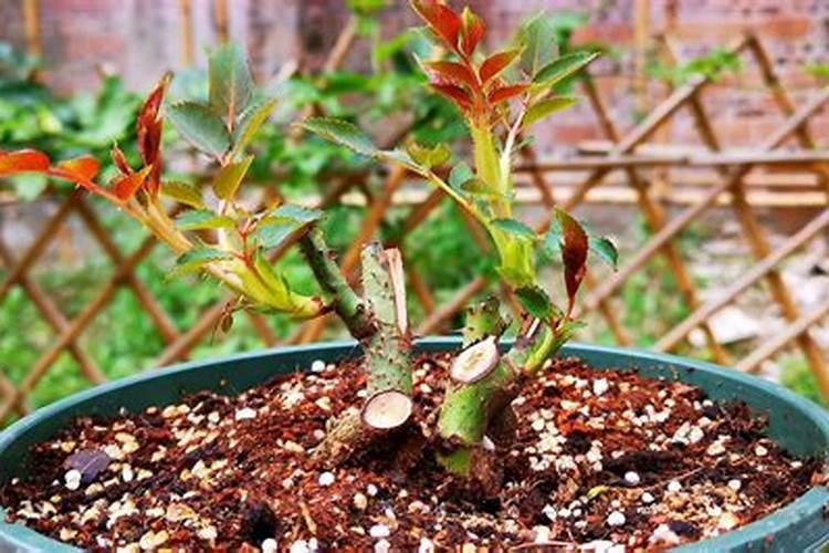 月季花这样施肥,开得更艳