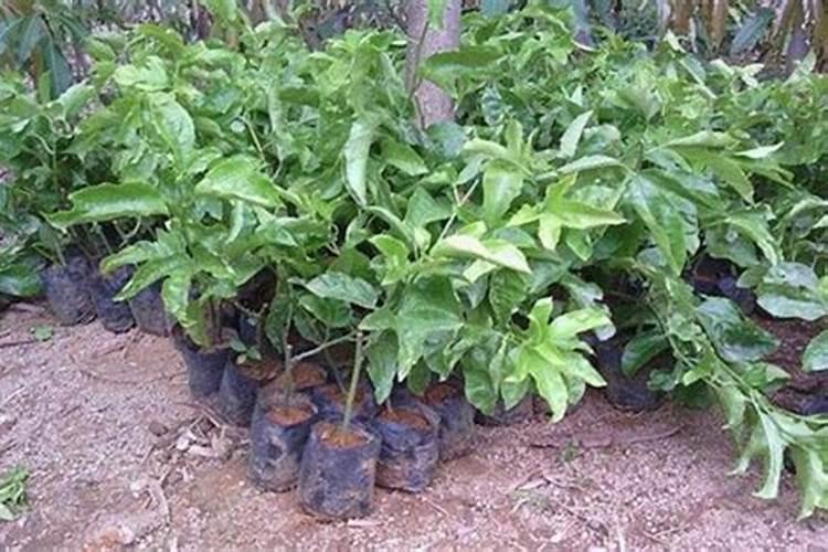 百香果什么时候施肥