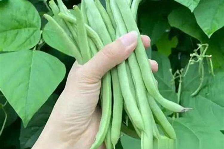 四季豆施什么肥料