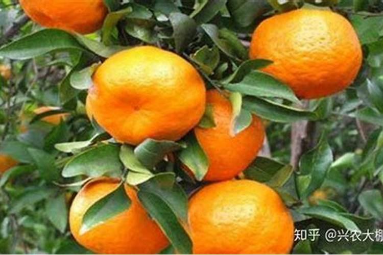 桔子树施什么肥才会甜