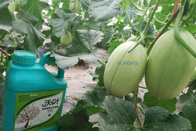 如何区别水溶肥好坏？