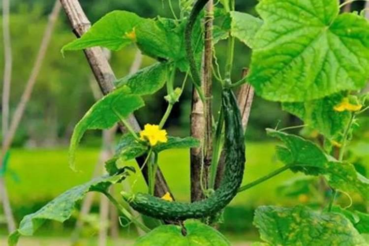 黄瓜喷什么叶面肥茎杆粗壮