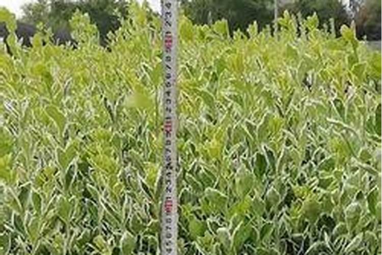 黄杨树什么时候施肥