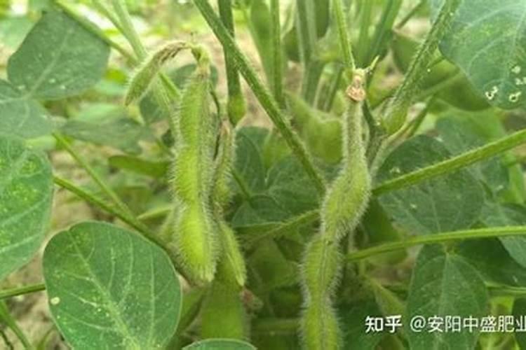 蔬菜复合肥料怎么施肥