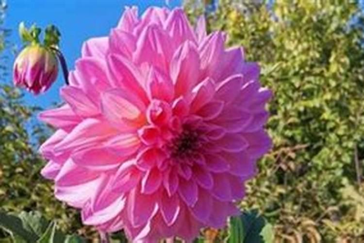 大丽花施什么肥最好