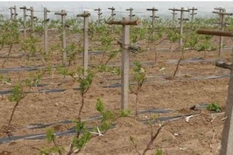 今年刚栽葡萄树什么时候能追肥,追什么肥料好？