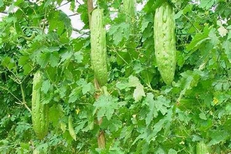 请问苦瓜种植怎样施肥？