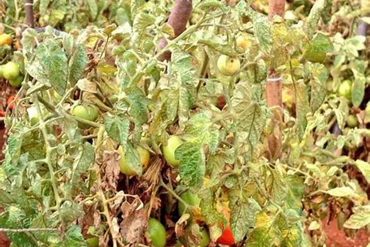 叶面肥能与红蜘蛛药一起打吗