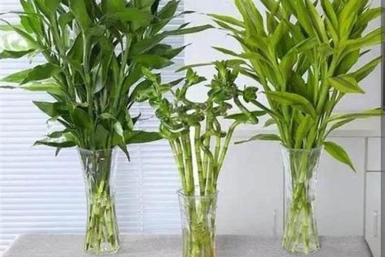 兰花菜怎么做营养又美味？