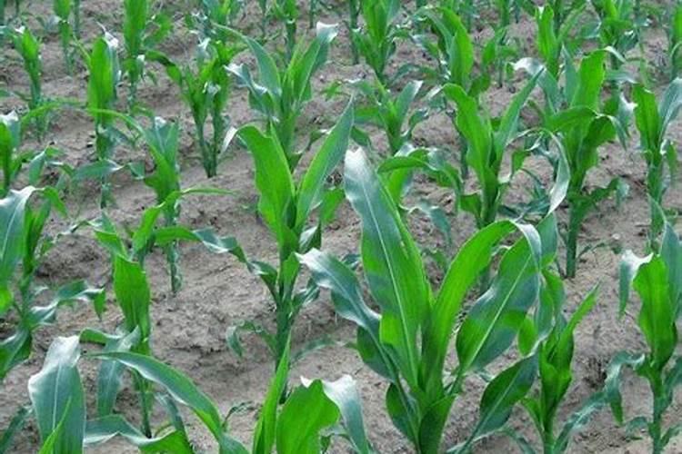 夏玉米追肥的最佳时间