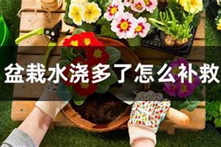 硅肥对水稻的主要作用