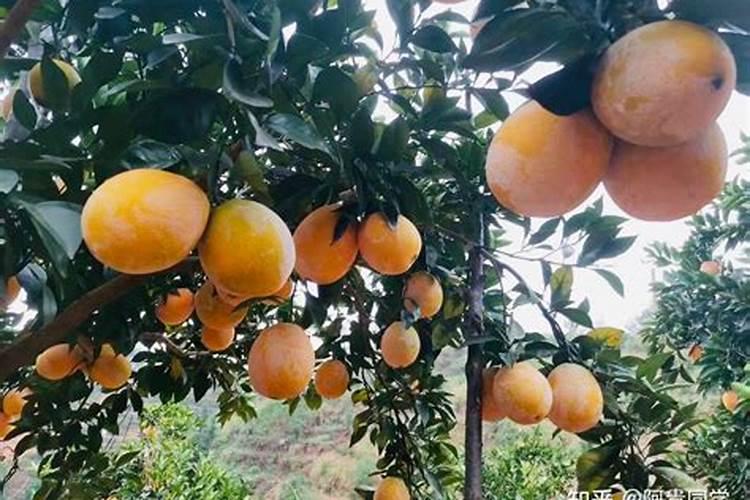 脐橙上色的正确方法