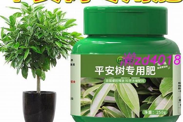 平安树的养殖方法是什么