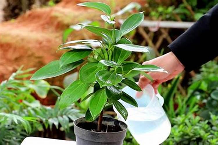 平安树施什么肥料好,氮磷钾肥促进生长(春秋两季施肥)