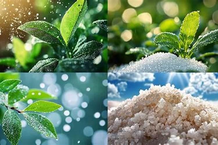 秋季如何为花木进行施肥？