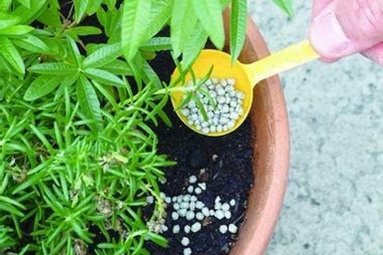 盆栽花怎样用钾肥(钾肥浇花)
