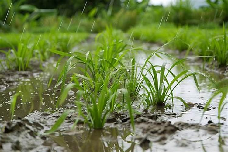 下雨天可以施肥吗 下雨天可以给农作物施肥吗
