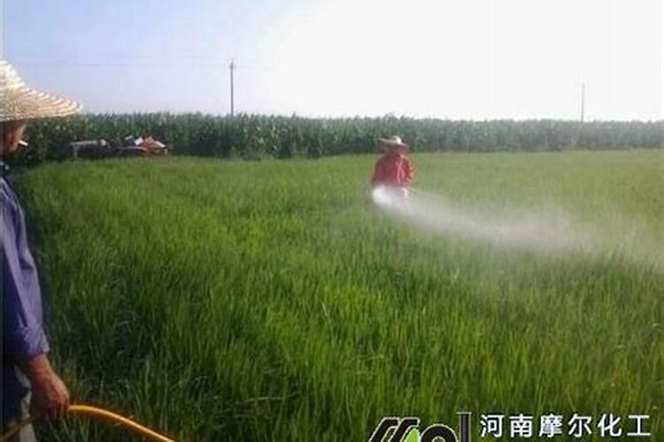 叶面肥什么时间喷好啊？