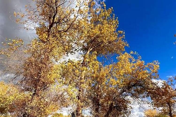 月季要施什么肥料