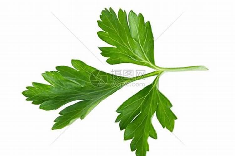 香菜喷叶面肥为什么干叶子