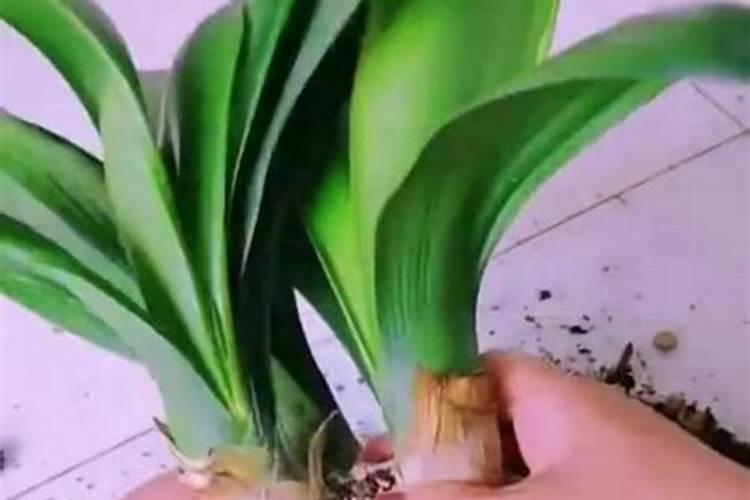 一盆君子兰用几粒复合肥