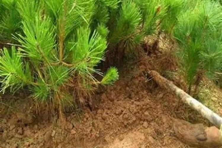 三年生油松需要什么肥料