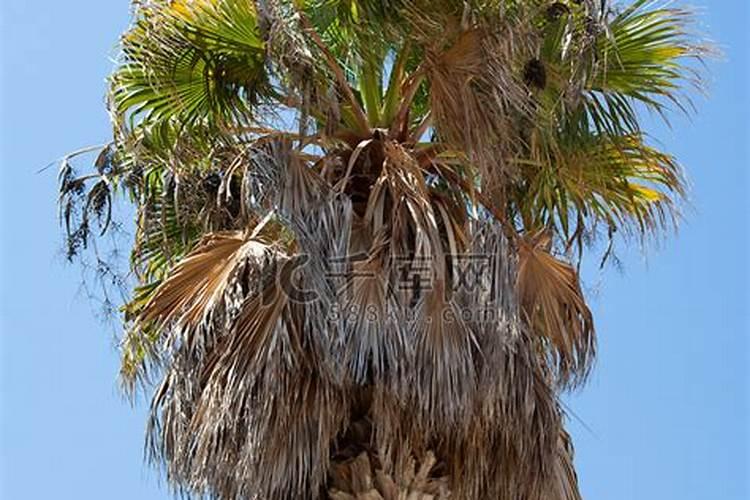 棕榈种植技术