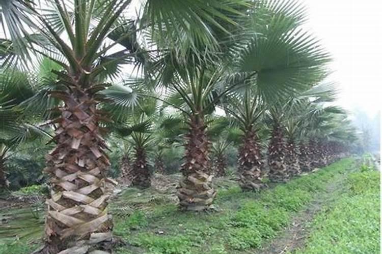 高贵典雅的棕榈树,很适合在客厅养殖,如何养好呢？